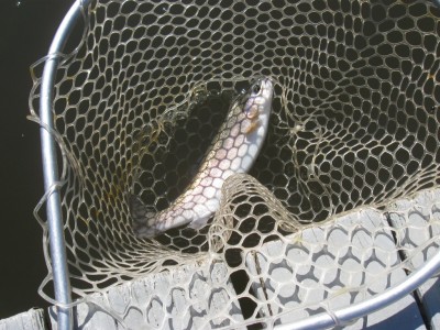 smaller trout (medium)