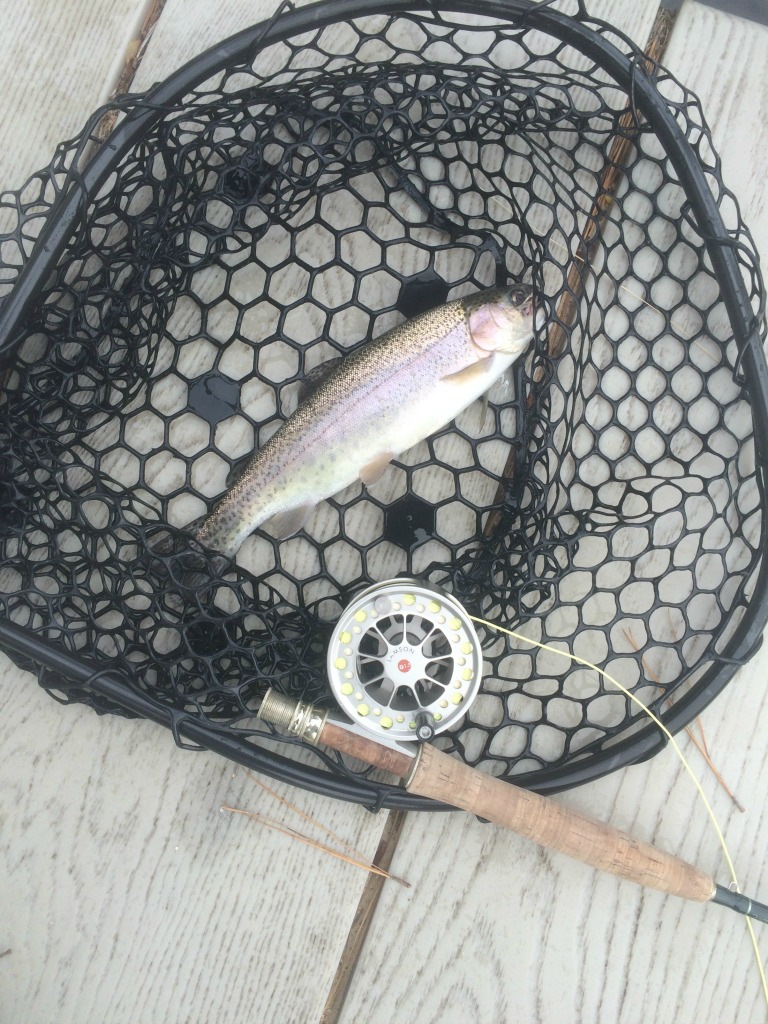 clearwater trout 1 (1024)