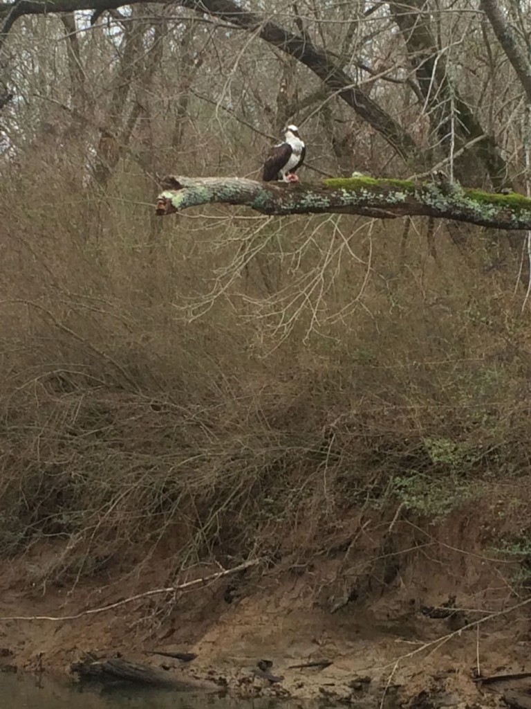 Osprey eating a shad